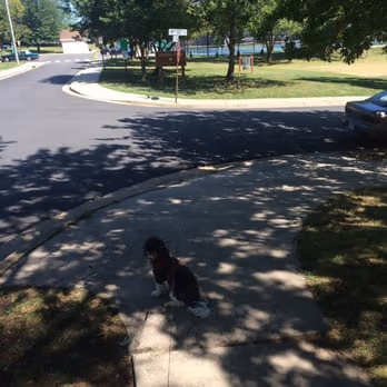 Dog Park at Towers Park photo 1
